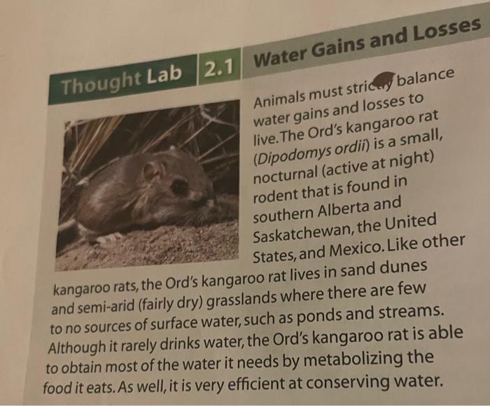 Solved kangaroo rats, the Ord's kangaroo rat lives in sand | Chegg.com