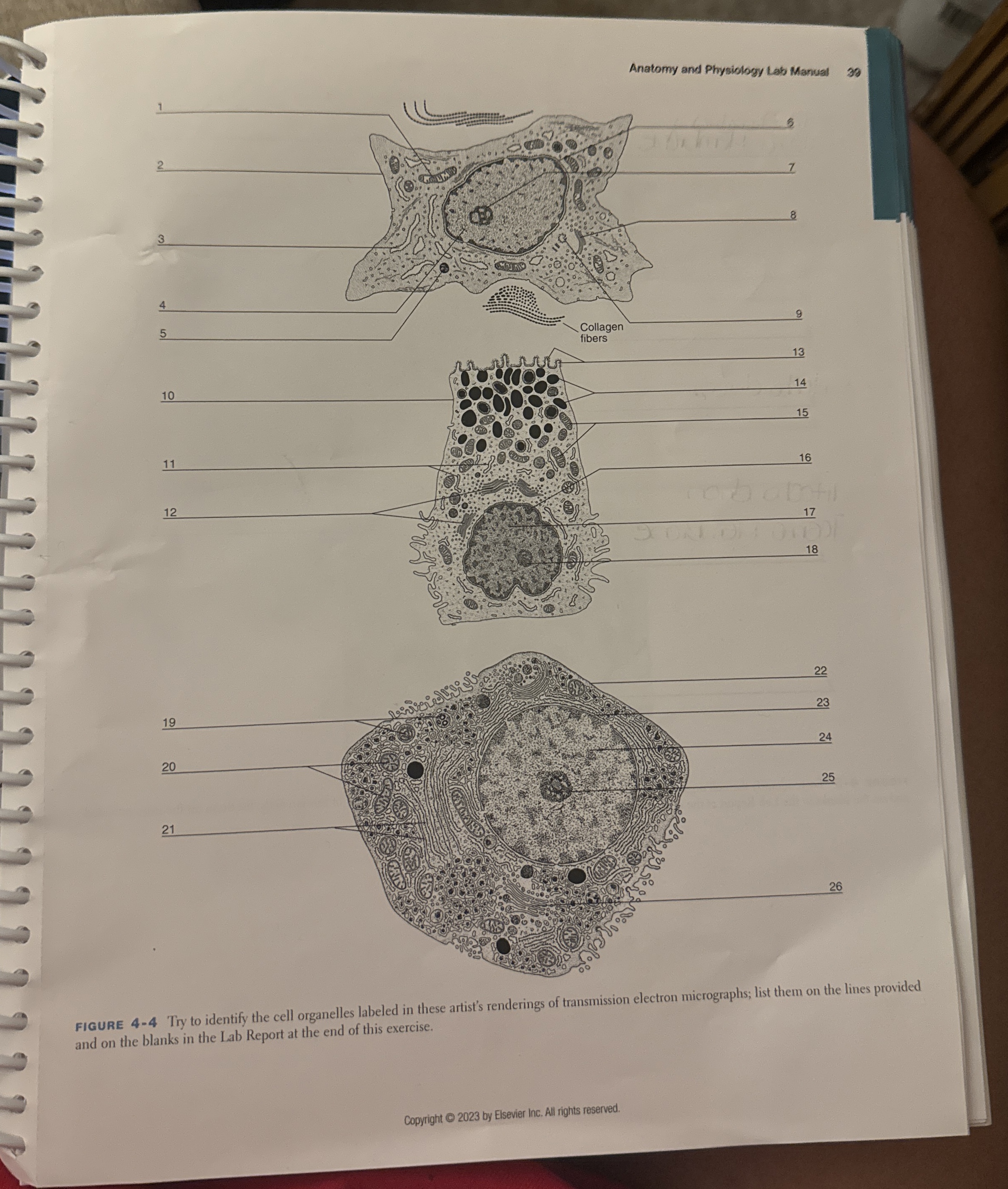 Solved FIGURE 4-4 ﻿Try to identify the cell organelles | Chegg.com