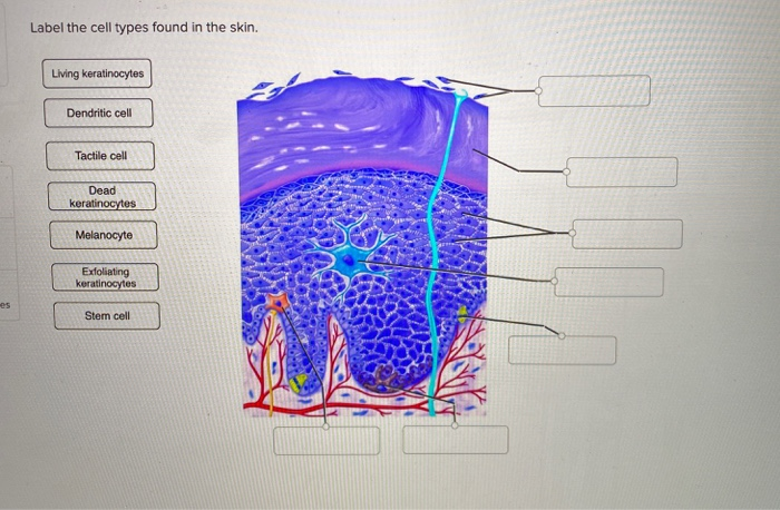 Solved Label the cell types found in the skin. Living | Chegg.com