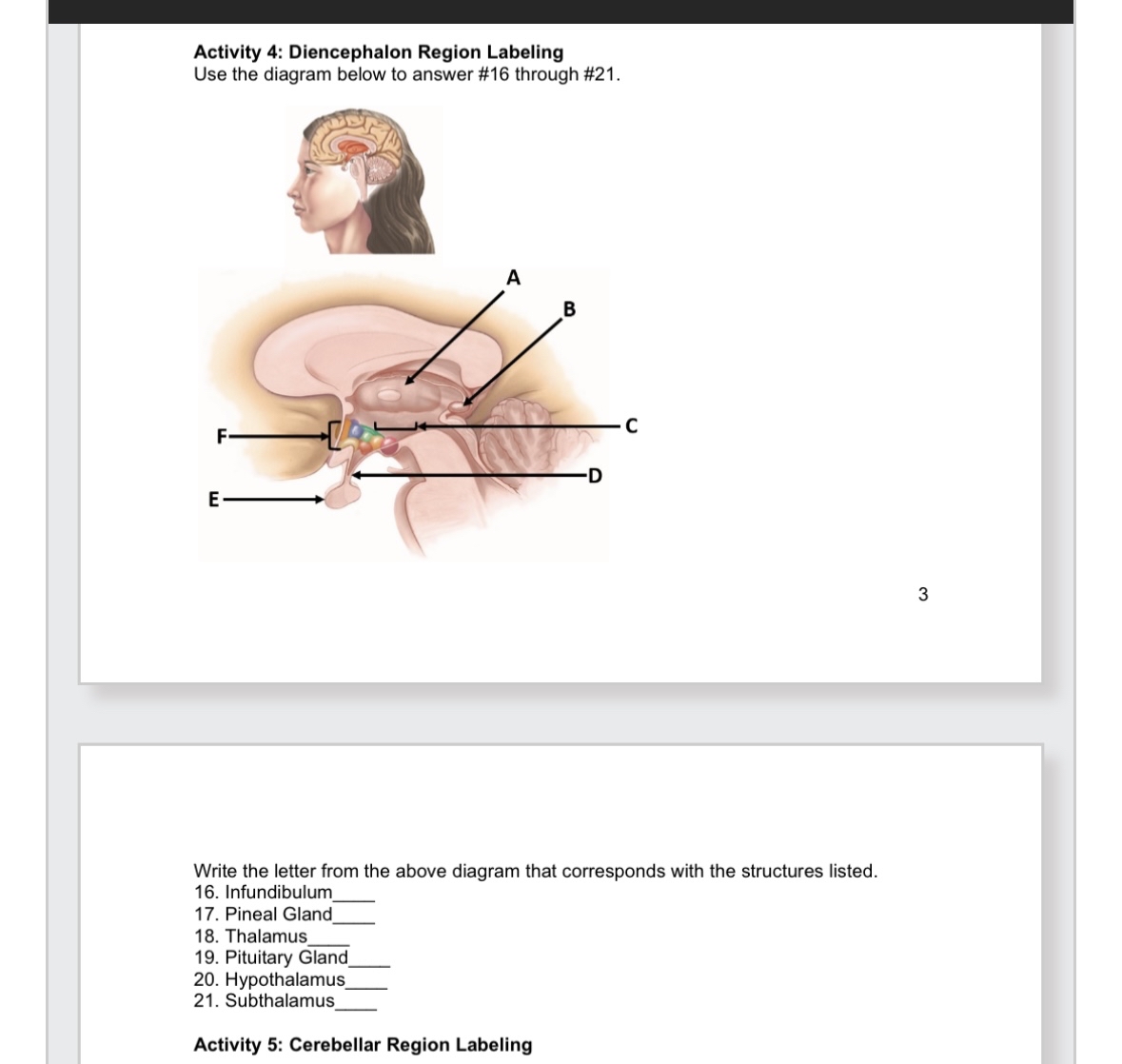 Solved Activity 4: Diencephalon Region LabelingUse the | Chegg.com