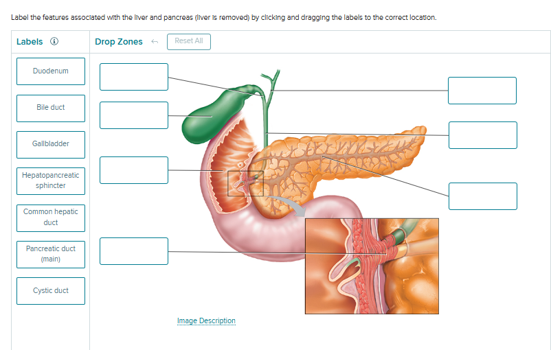 Solved Label the features associated with the liver and | Chegg.com