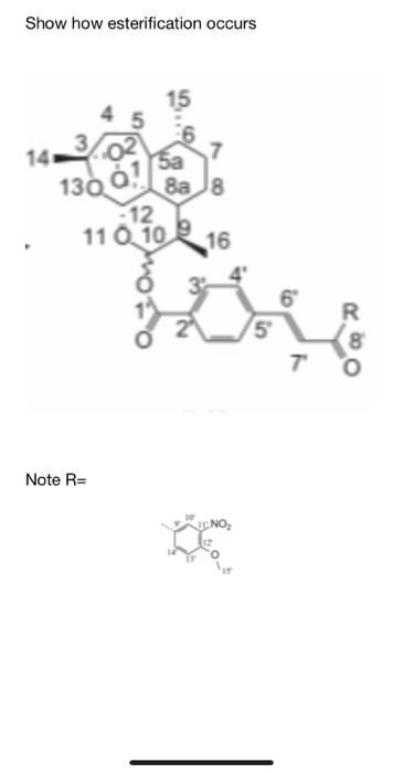 esterification experiment grade 12 questions and answers