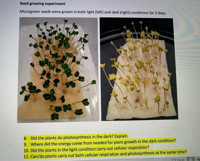 Solved Seed Growing Experiment Microgreen Seeds Were Grown | Chegg.Com