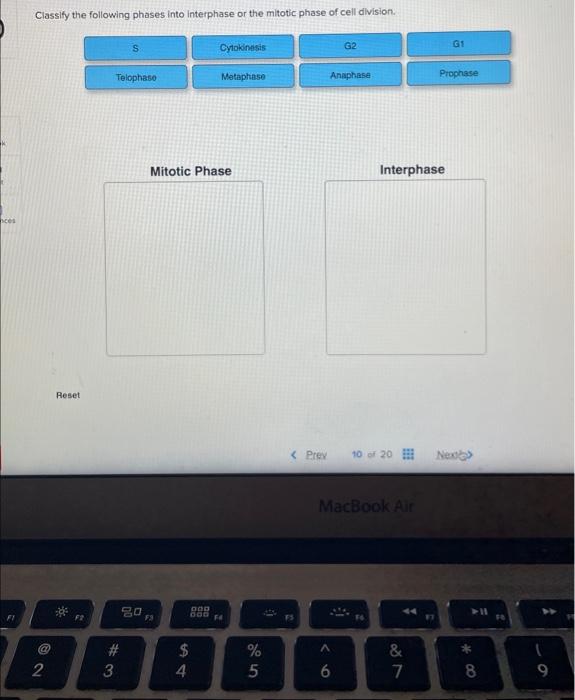 Solved Classify the following phases into interphase or the Biology Diagrams