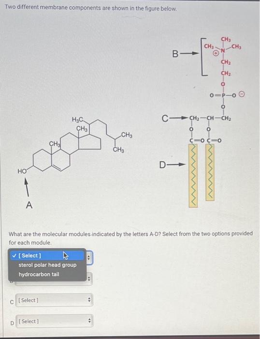 Solved Two different membrane components are shown in the | Chegg.com