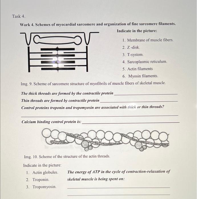 Solved Task 1. Put the steps of muscular contraction in the | Chegg.com