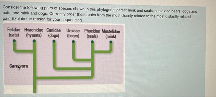 are bears distantly related to dogs