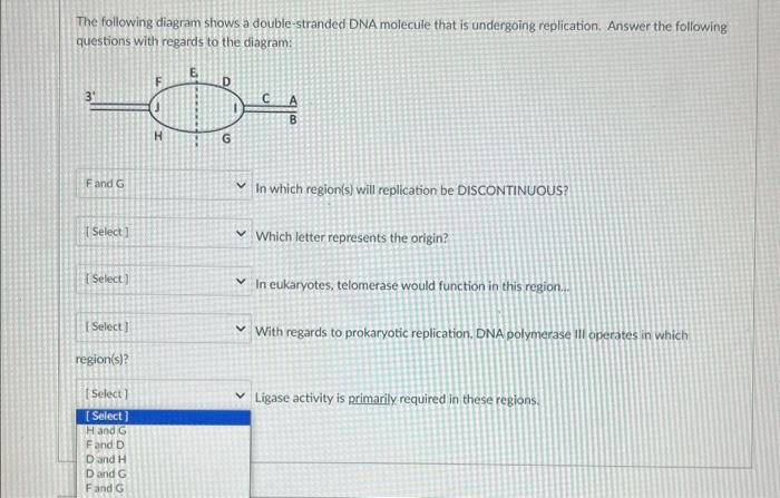 Solved The following diagram shows a double-stranded DNA | Chegg.com