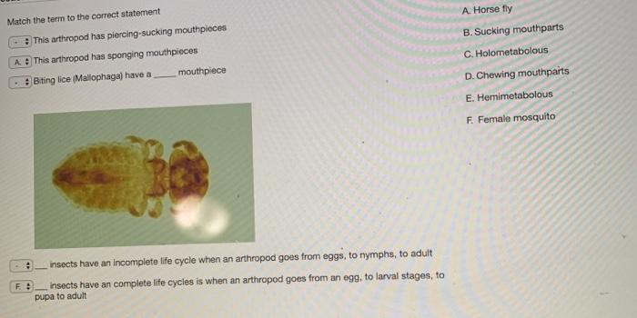 Solved A. Horse fly B. Sucking mouthparts Match the term to | Chegg.com