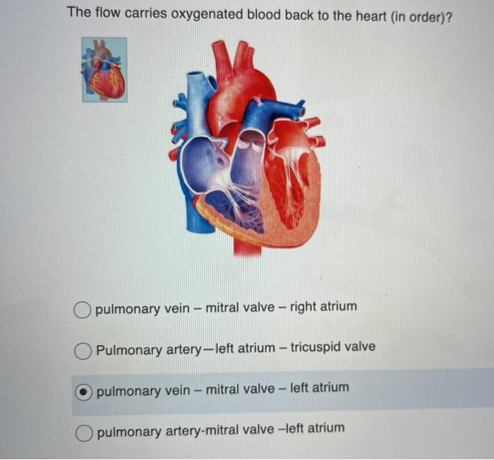 Solved The flow takes deoxygenated blood to the lungs (in