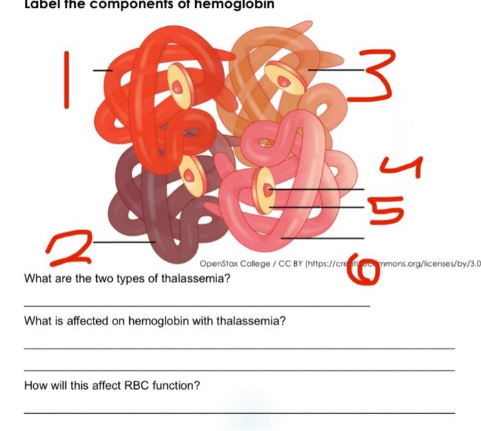 Label the components of hemoglobin What are the two