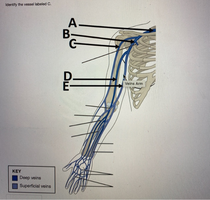 Solved Identify the vessel labeled D. A B- C 9 D- -E F | Chegg.com