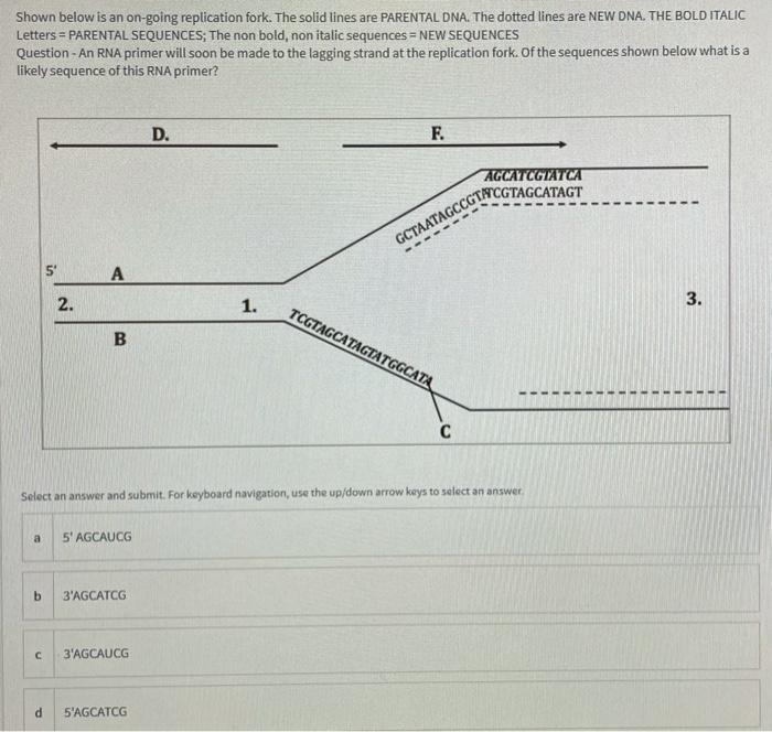 Solved Shown below is an on-going replication fork. The | Chegg.com