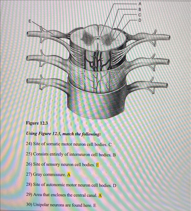 Figure \( 12.3 \)
Using Figure 12.3, match the following:
24) Site of somatic motor neuron cell bodies. \( C \)
25) Consists 