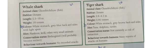 Реферат: Tiger Sharks Essay Research Paper Description of