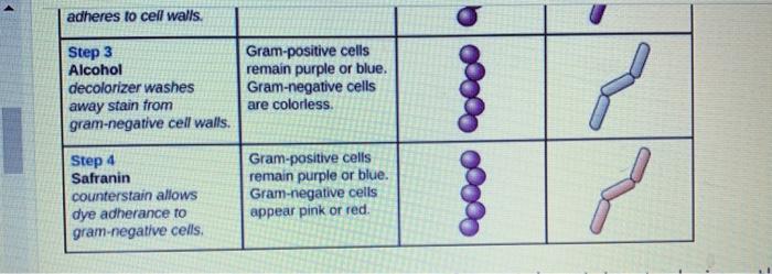 Solved Gram stain process Gram staining steps Cell effects | Chegg.com