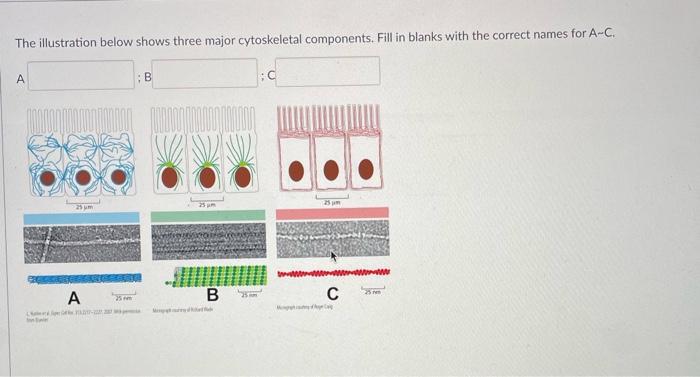 Solved The illustration below shows three major cytoskeletal | Chegg.com