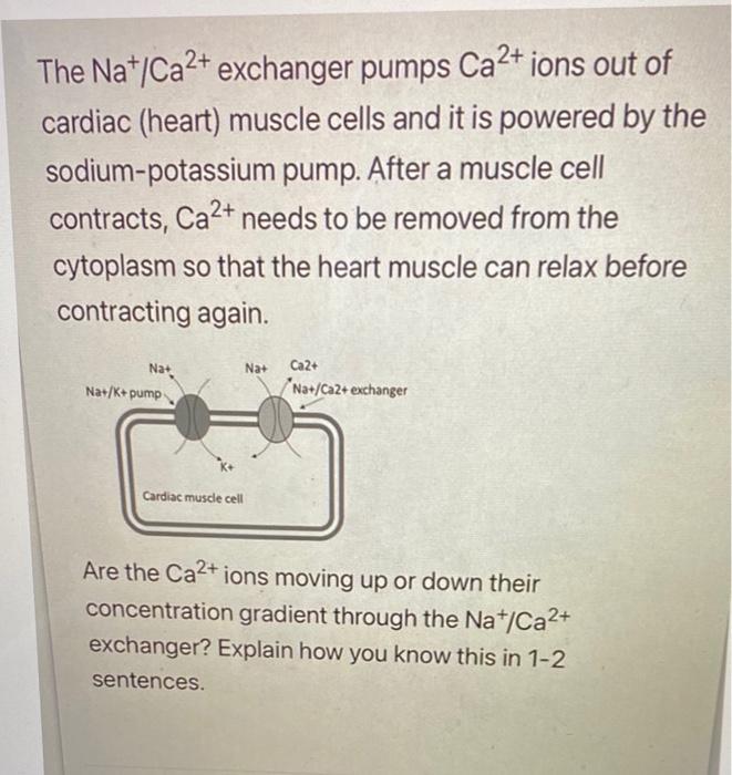 Solved The Na+/Ca2+ exchanger pumps Ca2+ ions out of cardiac 