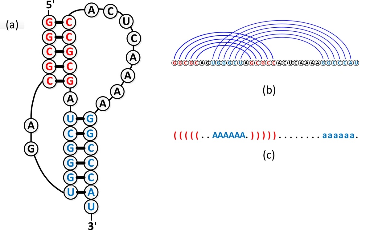 Solved The following RNA sequence forms a H-type | Chegg.com