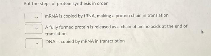 Solved Put the steps of protein synthesis in order mRNA is | Chegg.com