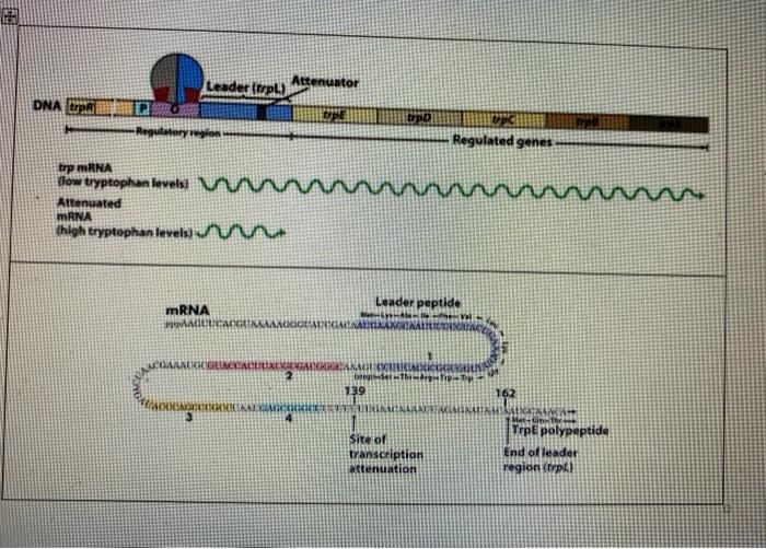 DNA trpR Attenuator Leader (trpl) P/ trpe