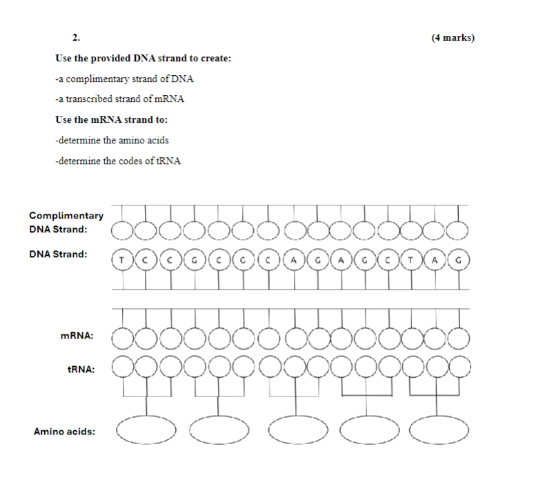 Solved Use the provided DNA strand to create:-a | Chegg.com