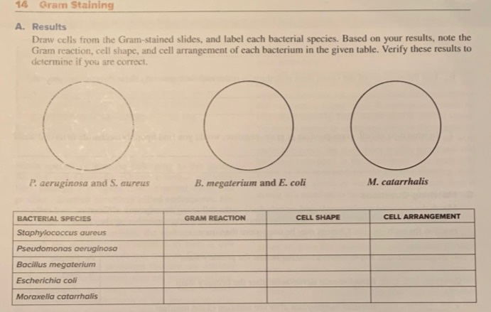 Solved L Exercise Microbiology Gram Staining 14 Gram Lear Chegg Com