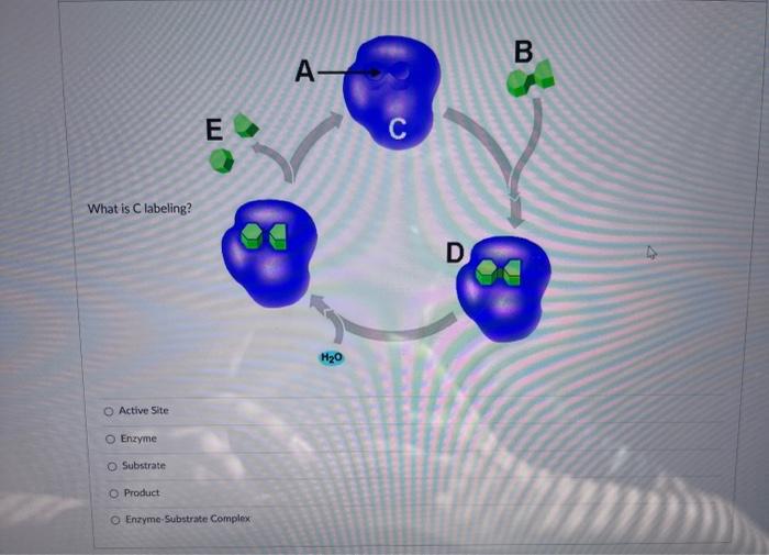 what is an active site substrate and enzyme substrate complex