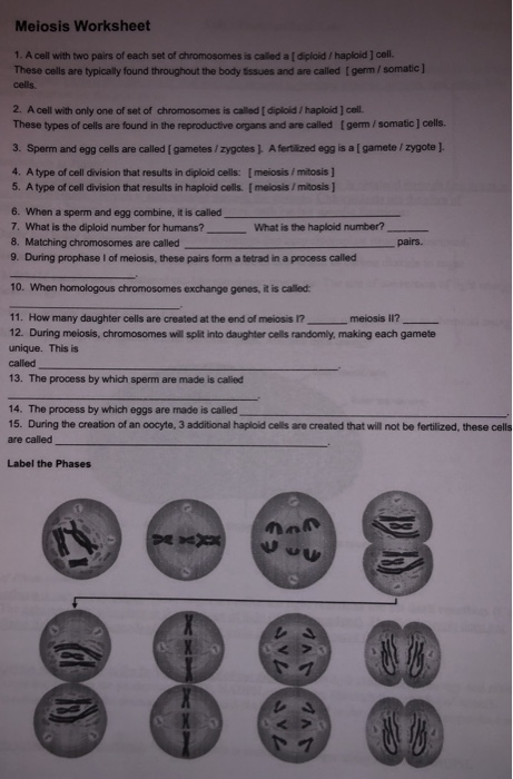 Solved Meiosis Worksheet 1 A Cell With Two Pairs Of Each Chegg Com
