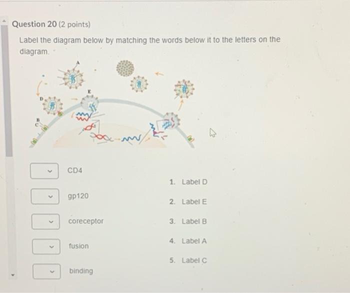 Solved Question 20 (2 points) Label the diagram below by | Chegg.com