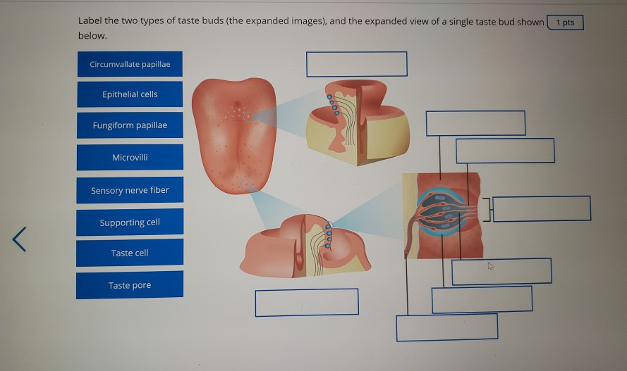 Label the two types of taste buds (the expanded | Chegg.com