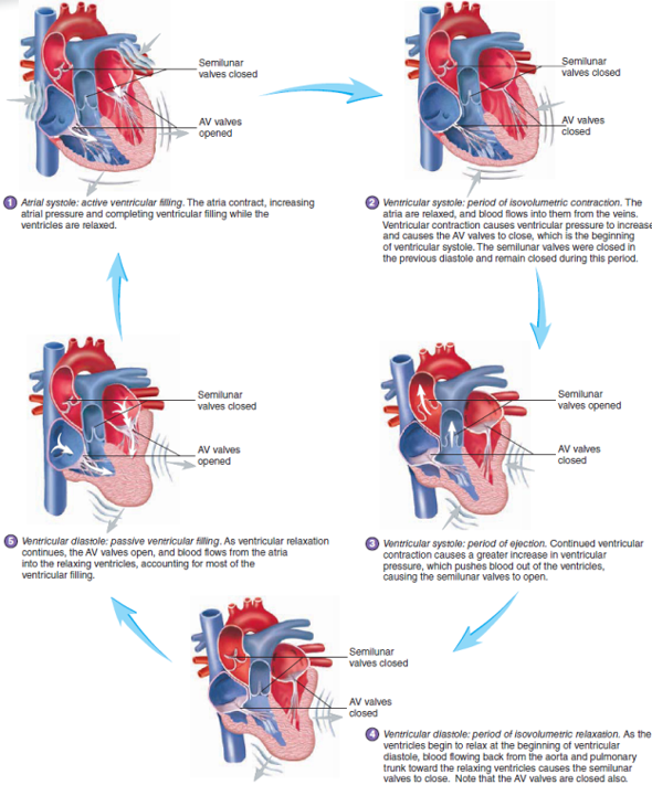 Solved: List the five periods of the cardiac cycle (see ...