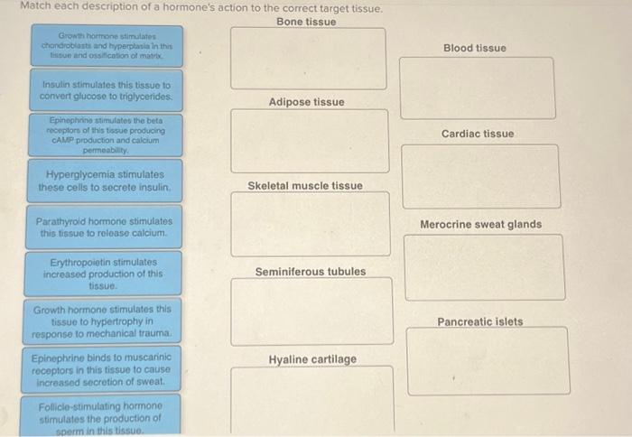 Solved Match each description of a hormone's action to the | Chegg.com