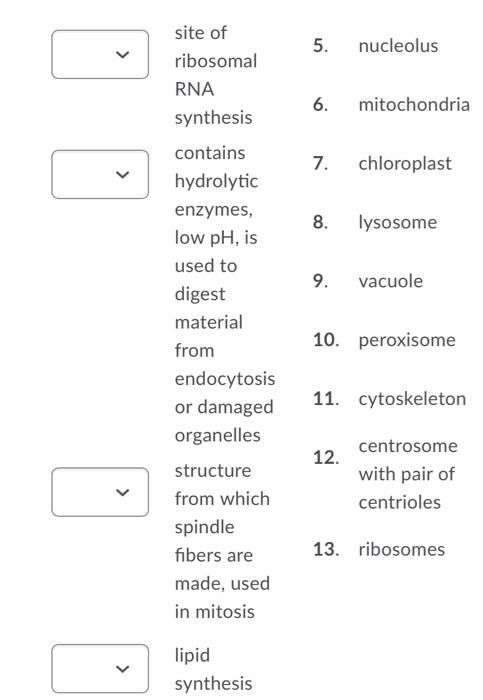 Solved Match The Organelle With The Correct Function. | Chegg.com