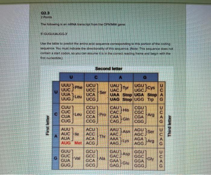 Solved Q2.3 2 Points The following is an mRNA transcript | Chegg.com