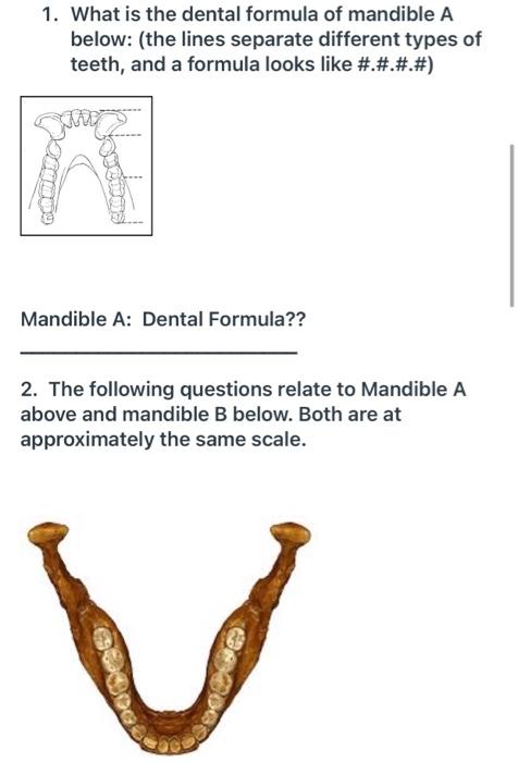 chimpanzee dental formula