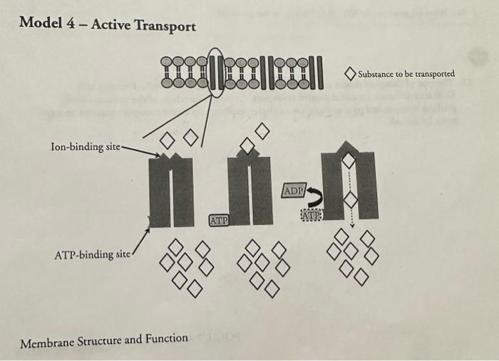 Solved Model 4 - Active Transport sported Membrane Structure | Chegg.com