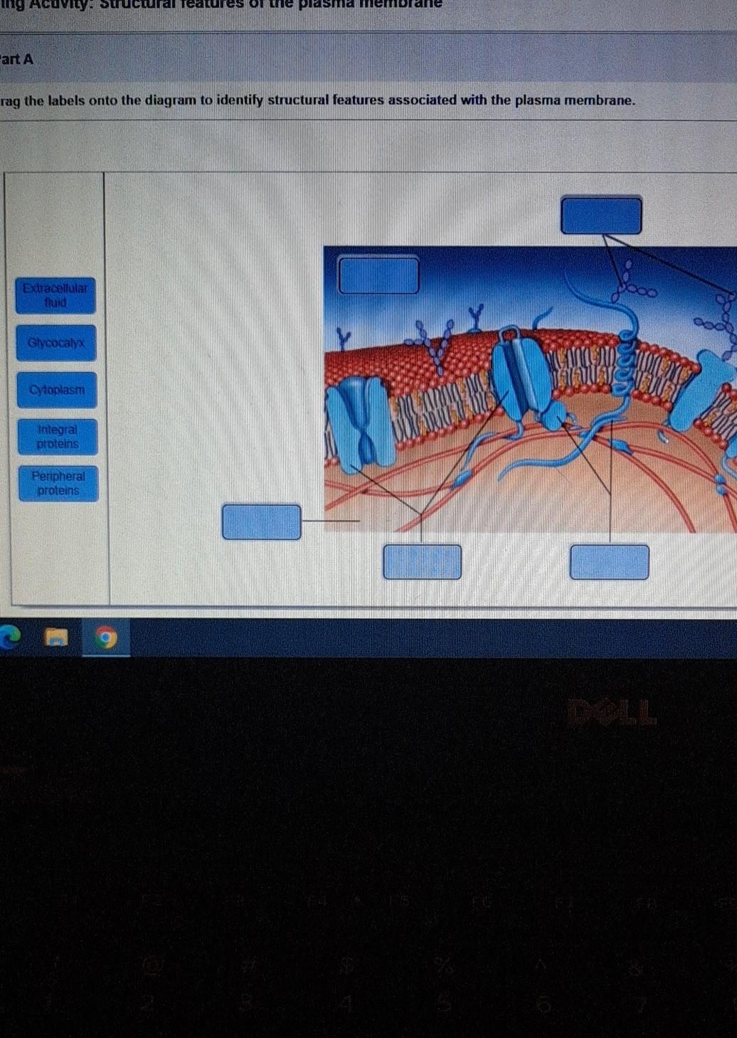 ng Acuvity. Suructural Tea ures one plasma membrane art A rag the labels onto the diagram to identify structural features ass