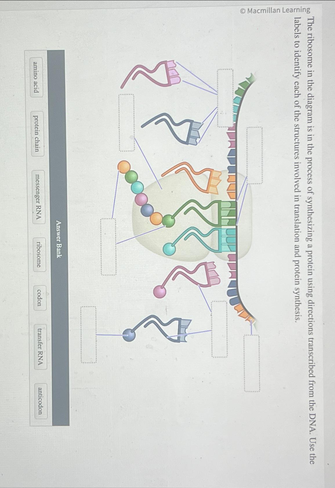 Solved The ribosome in the diagram is in the process of | Chegg.com