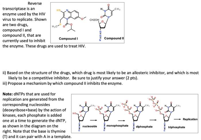 Solved Reverse transcriptase is an enzyme used by the HIV | Chegg.com