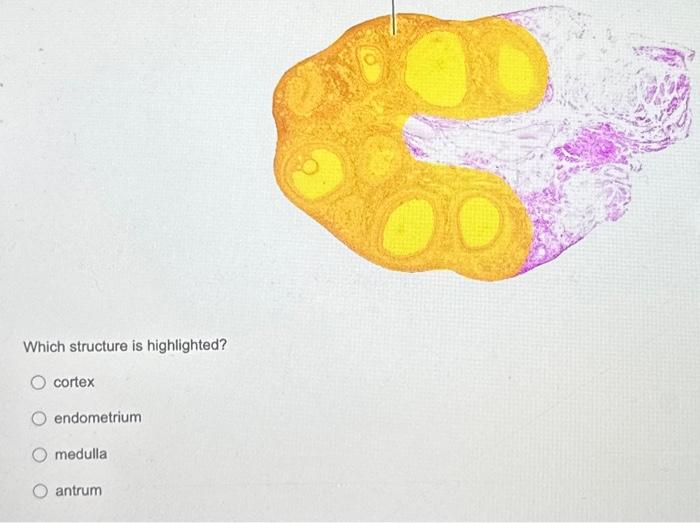 Which structure is highlighted?
cortex
endometrium
medulla
antrum