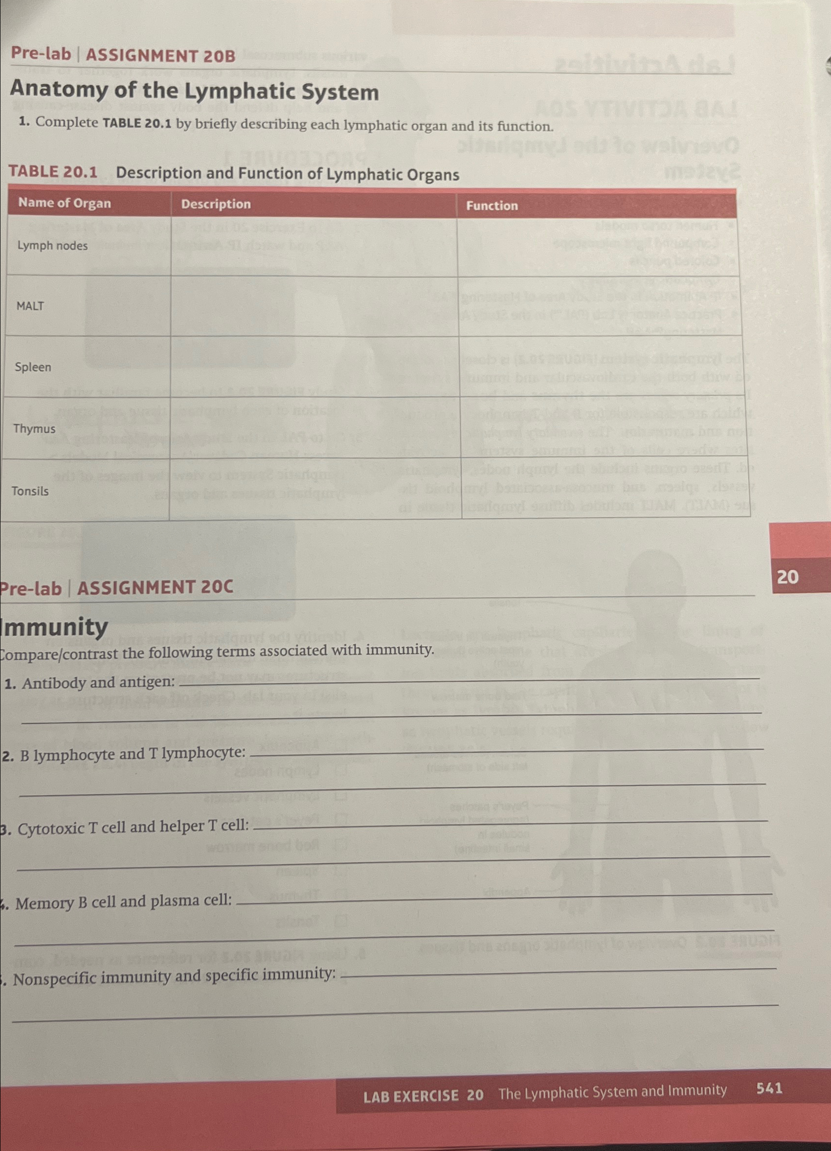 Solved Pre-lab | ﻿ASSIGNMENT 20BAnatomy of the Lymphatic | Chegg.com