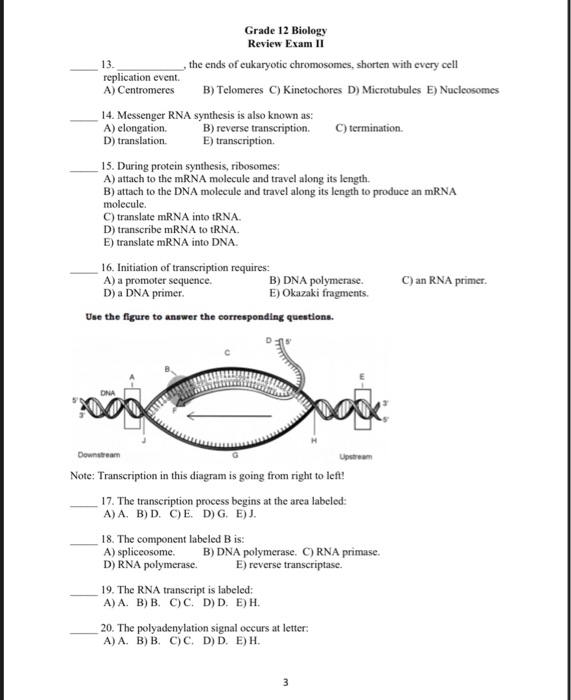 Solved Grade 12 Biology Review Exam 11 13. the ends of | Chegg.com