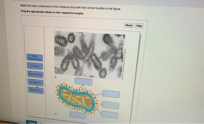 Solved Match the major components of the influenza virus | Chegg.com