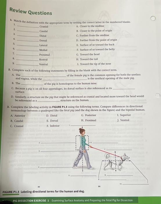 Solved review questions pig dissection exercise examining