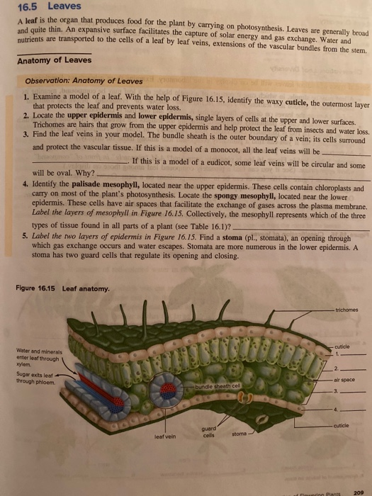 Plant Leaves and Leaf Anatomy