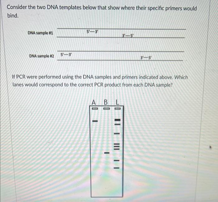 Solved Consider the two DNA templates below that show where | Chegg.com