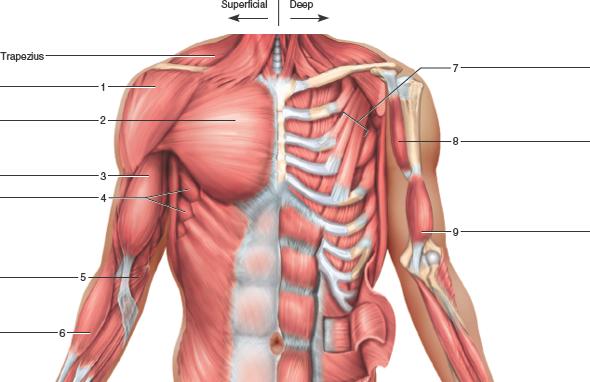 Solved Identify The Muscles Indicated In The Chest Shoulder Chegg Com