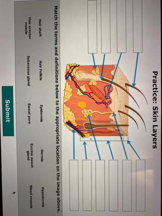 Solved Practice: Skin Layers Match the terms and definitions | Chegg.com