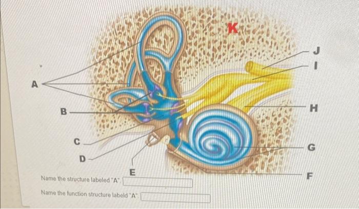 Solved A B H C G D E Name the structure labeled "A F Name | Chegg.com